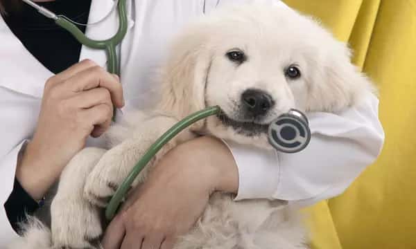 Veterinary Services for a Dog or Cat at ZVC Veterinary Clinic