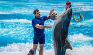 See Painting Dolphins, Juggling Seals, & Exotic Birds in Action - Tickets for Adults or Children (Up To 24% Off)