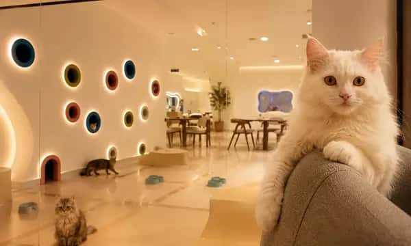 2-Hr Build & Play or Cats Cuddle Zone for 1 Person or 1 Adult & Child